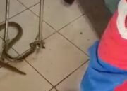 Ular Nyelonong Masuk Ruang Tamu Bikin Warga Jaktim Kaget saat Nonton TV, Hati-hati!
