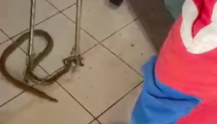 Ular Nyelonong Masuk Ruang Tamu Bikin Warga Jaktim Kaget saat Nonton TV, Hati-hati!