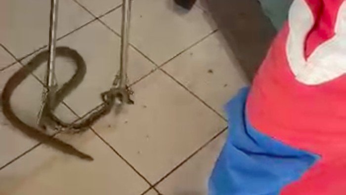 Ular Nyelonong Masuk Ruang Tamu Bikin Warga Jaktim Kaget saat Nonton TV, Hati-hati!