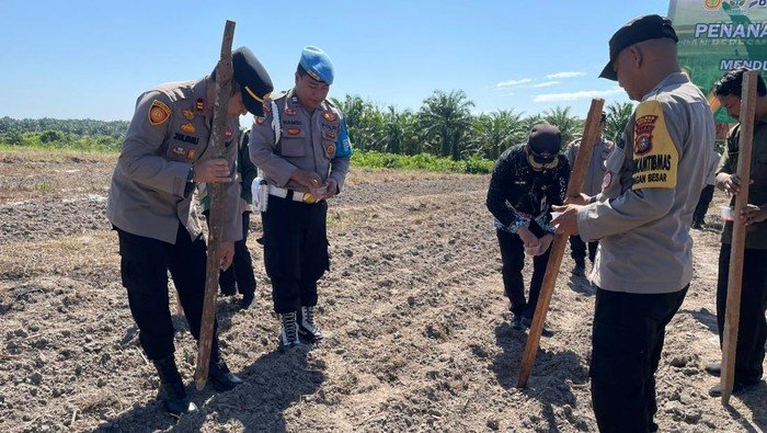 Tanam Jagung Perdana di Kuartal IV, Polres Dumai Berkontribusi untuk Ketahanan Pangan