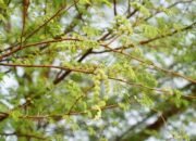 **Waspadai! Ini 4 Ciri Pohon yang Rentan Tumbang, Kenali Penyebabnya**