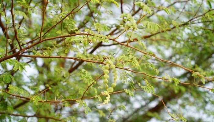 **Waspadai! Ini 4 Ciri Pohon yang Rentan Tumbang, Kenali Penyebabnya**