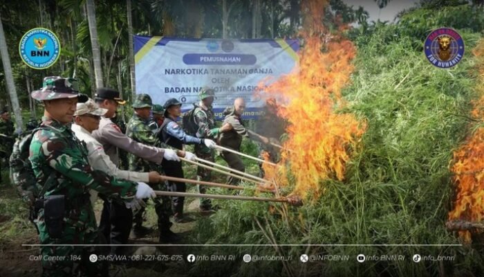 BNN Ungkap Skandal Ganja Aceh Utara: 69 Ton Dimusnahkan dari Ladang 6,5 Hektare!