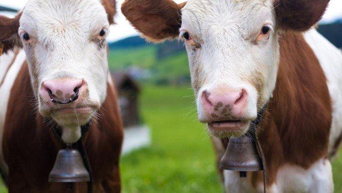 Tragedi 3 Ribu Sapi di Lautan: Dilarang Masuk Turki, Menderita 3 Minggu Tanpa Harapan