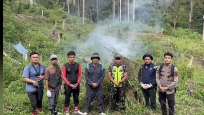 3 Hektare Ganja di Sumut Musnah, BNN Aksi Ganas Tak Terpuji