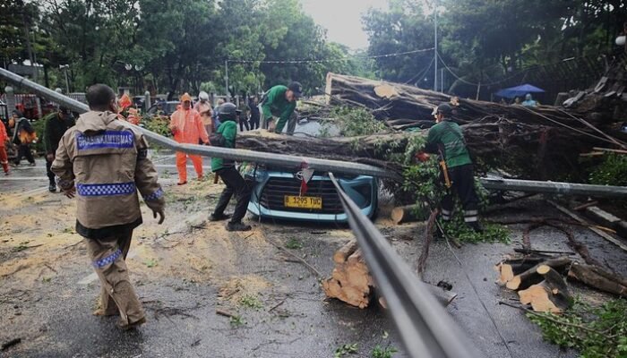 Pohon Tumbang Timpa Kendaraan, DKI Percepat Pemangkasan di 5 Wilayah, Masalah Hidup atau Mati