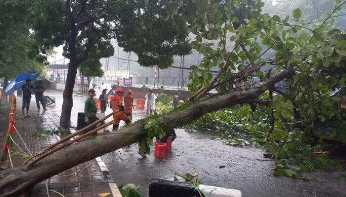 Pohon Tumbang Timpa Motor, Hujan Deras-Angin Kencang di Bogor, Petaka di Jalan