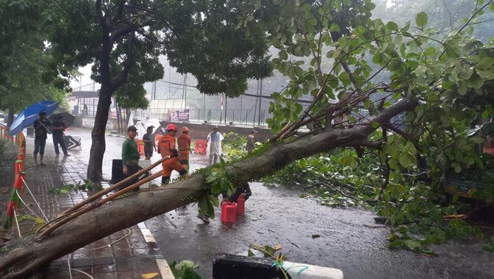 Pohon Tumbang Timpa Motor, Hujan Deras-Angin Kencang di Bogor, Petaka di Jalan