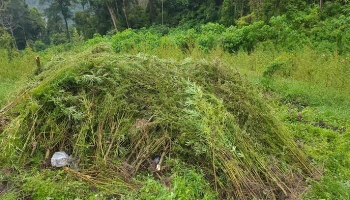 “Ganja Gayo Lues Dihanyutkan Sungai: Terungkap Teknik Panen Ladang”