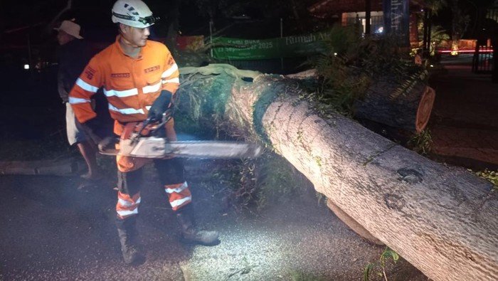 Pohon Tumbang Timpa Pemotor dan Mobil di Kota Bogor, 1 Orang Terluka - Update 2