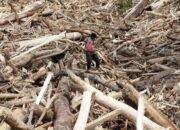 Banjir Sumatera Terseret Gelondongan Kayu, Kemenhut Terancam Kebijakan Ekologis!