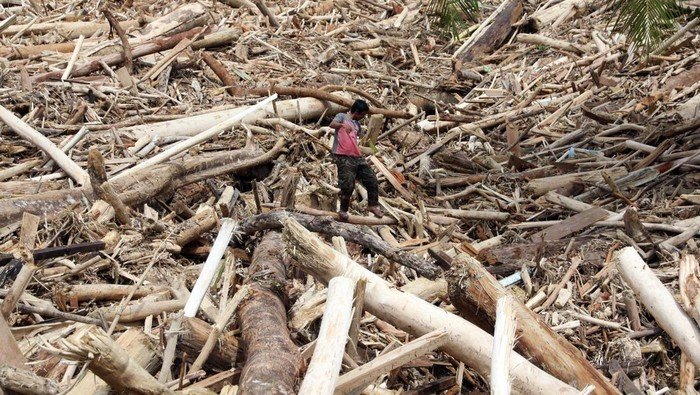 Banjir Sumatera Terseret Gelondongan Kayu, Kemenhut Terancam Kebijakan Ekologis!