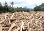 8 Perusahaan Diteror Kementerian LH, Kedalaman Sumber Gelondongan Kayu di Sumut Ditanya