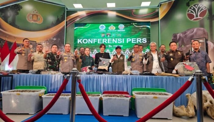 Jejak Gading Gajah Tesso Nilo Terungkap, Dikirim hingga ke Solo: Misteri di Baliknya