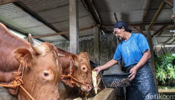 **Pemprov DKI Gelontorkan Kandang Sapi di Ciangir, 1.000 Ekor Siap Menyusup!**