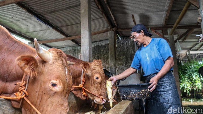 **Pemprov DKI Gelontorkan Kandang Sapi di Ciangir, 1.000 Ekor Siap Menyusup!**