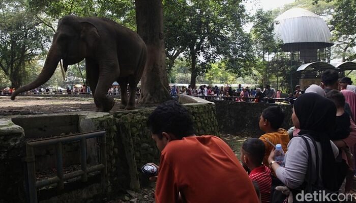 Lebaran H+1, Ragunan Zoo Buka Dengan Jadwal Spesial Pukul 06.00-16.00